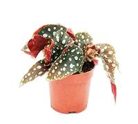 Exotenherz - Polka Dot Begonia - Mini - Begonia trota - Begonia maculata wightii - 7 cm