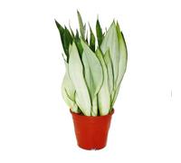 exotenherz Sansevieria trifasciata "Moonshine", pianta solitaria in vaso da 17 cm, altezza circa 50 cm