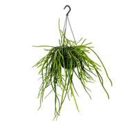 exotenherz Urban Jungle Elegance - Moderno semaforo per cactus con ottima struttura a foglia - Selenicereus wercklei - 15 cm