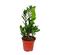 Exotenherz - Zamio Palme - Zamioculcas zamiifolia - 1 pianta - facile da pulire - purificante - vaso da 12 cm