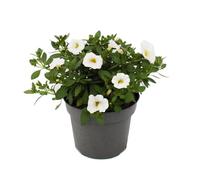 Exotenherz - Zauberglöckchen - Minihängepetunie - Calibrachoa - vaso da 12 cm - Set di 3 piante - bianco