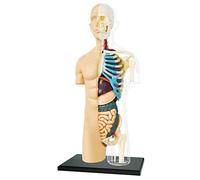 EXPLORA - Mezzo Torso - Anatomia del Corpo Umano - 546083 - Modello Realistico di 37 Pezzi - Istruzioni di Montaggio e Quiz Educativo - Kit di Scoperta - Per Bambini - A partire dai 8 anni