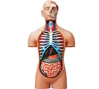 EXPLORA - Torso - Anatomia del Corpo Umano - 546080-54 Pezzi - Istruzioni di Montaggio e Quiz Educativo - Kit di Scoperta - Gioco per Bambini - Scientifico - A partire dai 8 anni