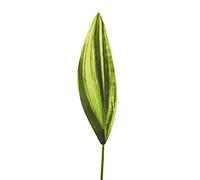 Express Flor 6 foglie di dracaena artificiale da 72 cm, verde