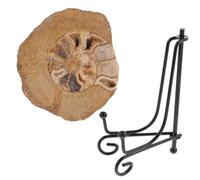 EXQUIMEUBLE Esemplare di Ammonite 6-8 Cm Supporto, Modello di Ammoniti per Decorazione da Tavolo e Apprendimento Scientifico, Fossile Naturale Colorato per Collezionisti e Appassionati