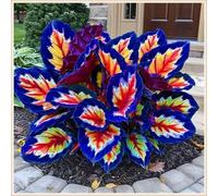 Exquisita Rizoma Hosta/Adecuada para plantar al aire libre,Mélange de Rhizomes/Vivaces rustiques.-6rizomi-I