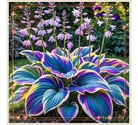 Exquisita Rizoma Hosta/Adecuada para plantar al aire libre,Mélange de Rhizomes/Vivaces rustiques.-8rizomi-J