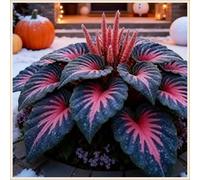 Exquisita Rizoma Hosta/adecuada para plantar al aire libre,Mélange de Rhizomes/Vivaces rustiques.-8rizomi-G