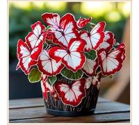 Exquisita Rizoma Hosta/adecuada para plantar al aire libre,Mélange de Rhizomes/Vivaces rustiques.-8rizomi-J