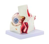 Eyeball - Modello anatomico per le malattie degli occhi, 6 pezzi, per insegnare gli organi umani