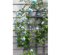f Fresh Pack of 100 ClimBing Rose Petal Seeds for Planting Sea Blue:packing seeds only