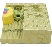F Modello di Anatomia Vegetale Modello di Struttura Fogliare - Biologia Botanica Modelli di Struttura Fogliare - Materiale in PVC Modello Anatomico di Tessuto di Organello Fogliare - per St