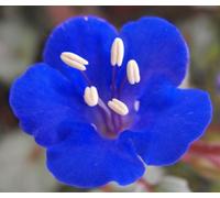 Facelia Phacelia Campanularia 1,200 Semi Bulk Seeds ONLY