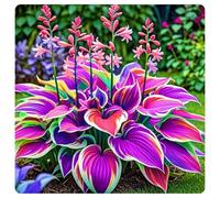 Facile da coltivare Hosta rari Giardini Regalo pronto Invernale Perenne-15Cipolle-a