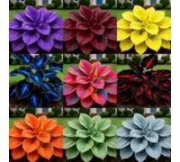 Facile da coltivare Hosta rari Giardini Regalo pronto Invernale Perenne-4Cipolle-h