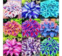 Facile da coltivare Hosta rari Giardini Regalo pronto Invernale Perenne-6Cipolle-c