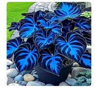 Facile da coltivare Hosta rari Giardini Regalo pronto Invernale Perenne-8Cipolle-d