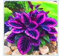 Facile da coltivare Hosta rari Invernale Perenne Giardini Regalo pronto