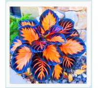 Facile da coltivare Hosta rari Invernale Perenne Giardini Regalo pronto