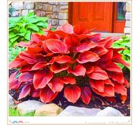 Facile da coltivare Hosta rari Invernale Perenne Giardini Regalo pronto