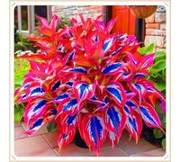 Facile da coltivare Hosta rari Invernale Perenne Giardini Regalo pronto