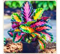 Facile da coltivare Hosta rari Invernale Perenne Giardini Regalo pronto