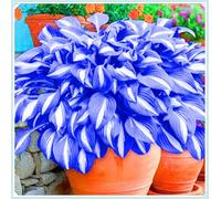 Facile da coltivare Hosta rari Invernale Perenne Giardini Regalo pronto