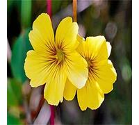 Facile da coltivare, molto esclusivo, facile da pulire, multicolore, resistente, per esterni, adatto alle api, 4 Oxalis -I