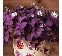 Facile da coltivare, molto esclusivo, facile da pulire, multicolore, resistente, per esterni, adatto alle api, -4 oxalis -E