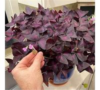 Facile da coltivare, molto esclusivo, facile da pulire, multicolore, resistente, per esterni, adatto alle api, -15 Oxalis -C