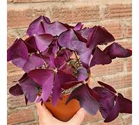 Facile da coltivare, molto esclusivo, facile da pulire, multicolore, resistente, per esterni, adatto alle api, -6 Oxalis -F