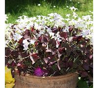 Facile da coltivare, molto esclusivo, facile da pulire, multicolore, resistente, per esterni, adatto alle api, -15 Oxalis -G