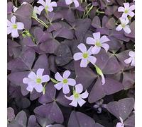 Facile da coltivare, molto esclusivo, facile da pulire, multicolore, resistente, per esterni, adatto alle api, 4 oxalis -H