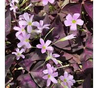 Facile da coltivare, molto esclusivo, facile da pulire, multicolore, resistente, per esterni, adatto alle api, - 8 Oxalis -B