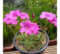 Facile da coltivare, molto esclusivo, facile da pulire, multicolore, resistente, per esterni, adatto alle api, - 8 Oxalis - D