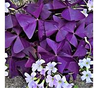 Facile da coltivare, molto esclusivo, facile da pulire, multicolore, resistente, per esterni, adatto alle api, - 6 Oxalis - J