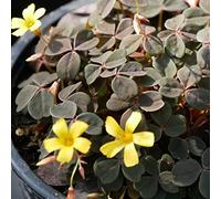 Facile da coltivare, molto esclusivo, facile da pulire, multicolore, resistente, per esterni, adatto alle api, 4 Oxalis -A