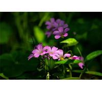 Facile da coltivare, molto esclusivo, grande colorato, colorato, ad alta resa. Adatto alle api, resistente all'inverno, per esterni, facile da pulire, -8 oxalis -D