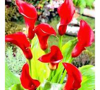 Facile Da Mantenere Crescita Rapida Calla Lily raro Bellissimo Giardino-2bulbi-h