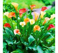 Facile Da Mantenere Crescita Rapida Calla Lily raro Bellissimo Giardino-4bulbi-b