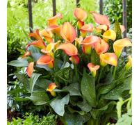 Facile Da Mantenere Crescita Rapida Calla Lily raro Bellissimo Giardino-6bulbi-a