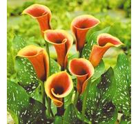 Facile Da Mantenere Crescita Rapida Calla Lily raro Bellissimo Giardino-6bulbi-c