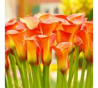 Facile Da Mantenere Crescita Rapida Calla Lily raro Bellissimo Giardino-6bulbi-e