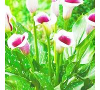 Facile Da Mantenere Crescita Rapida Calla Lily raro Bellissimo Giardino-8bulbi-g