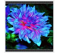 Facile Da Mantenere Crescita Rapida Dalia Raro Bellissimo Giardino-10Bulbi-g