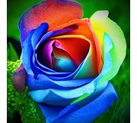 Facile Da Mantenere Rose rare Crescita Rapida Bellissimo Giardino-1bulbi-g