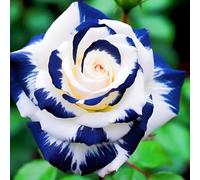 Facile Da Mantenere Rose rare Crescita Rapida Bellissimo Giardino-1bulbi-h