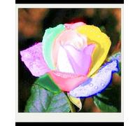 Facile Da Mantenere Rose rare Crescita Rapida Bellissimo Giardino-3bulbi-a