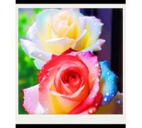 Facile Da Mantenere Rose rare Crescita Rapida Bellissimo Giardino-3bulbi-d