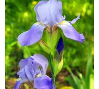 Facile da pulire, molto esclusivo, EMulticolore ad alto rendimento. Bella grande, facile da coltivare, resistente all'inverno, esterno, 10 cipolle